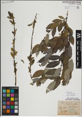 Foto von Salix myrsinifolia Salisb.